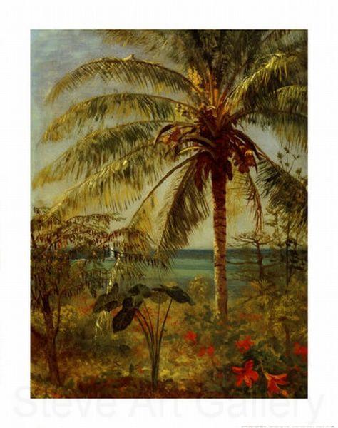 Albert Bierstadt Palm Tree, Nassau by Albert Bierstadt Spain oil painting art